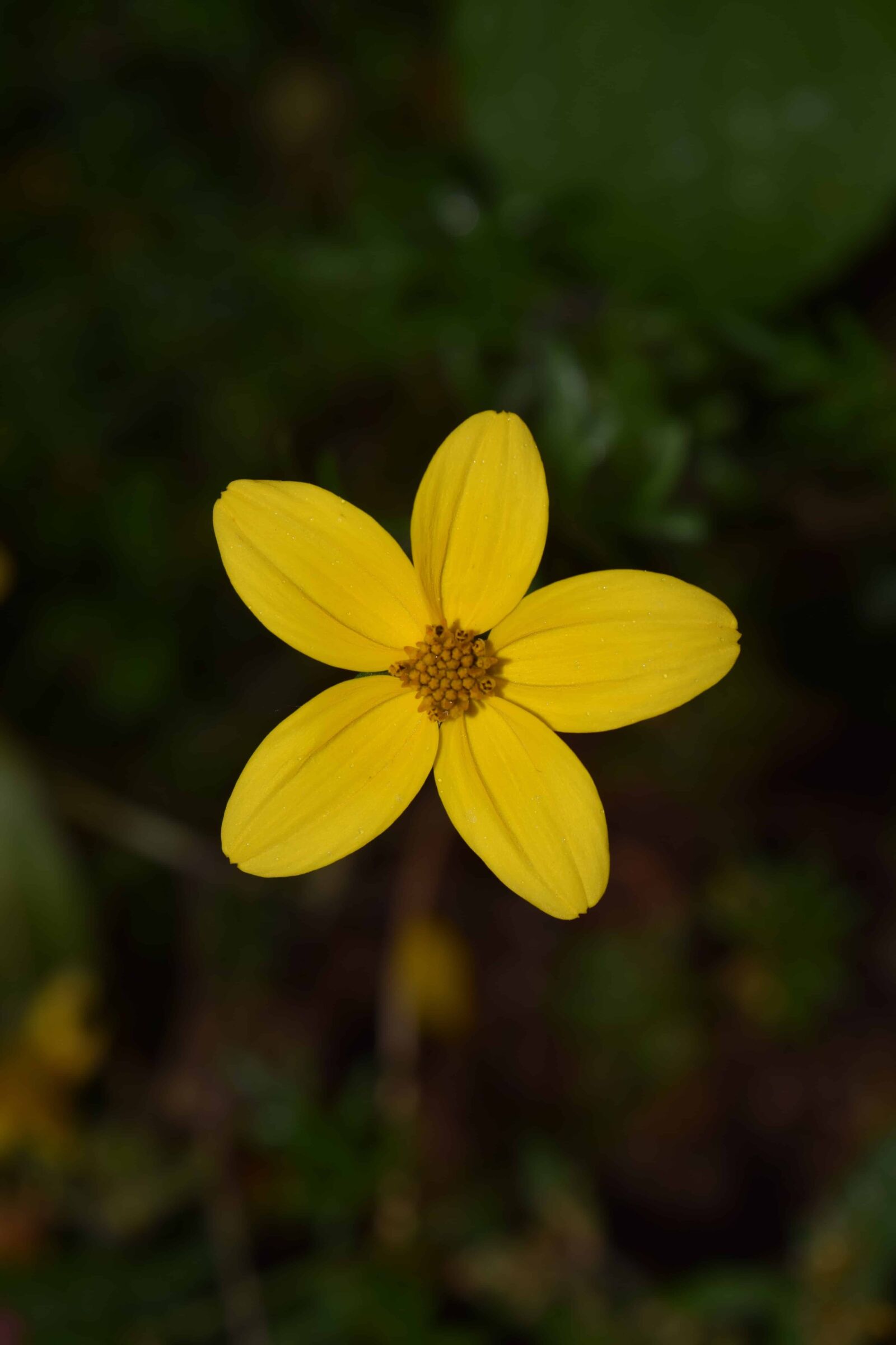Nikon D3300 sample photo. Nature, flower, summer, flora photography