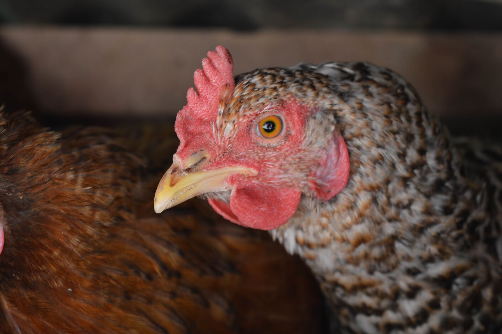 Nikon D3200 sample photo. Animal, life, hen photography