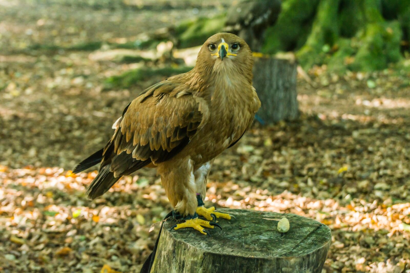 Nikon D7100 sample photo. Bird of prey, nature photography