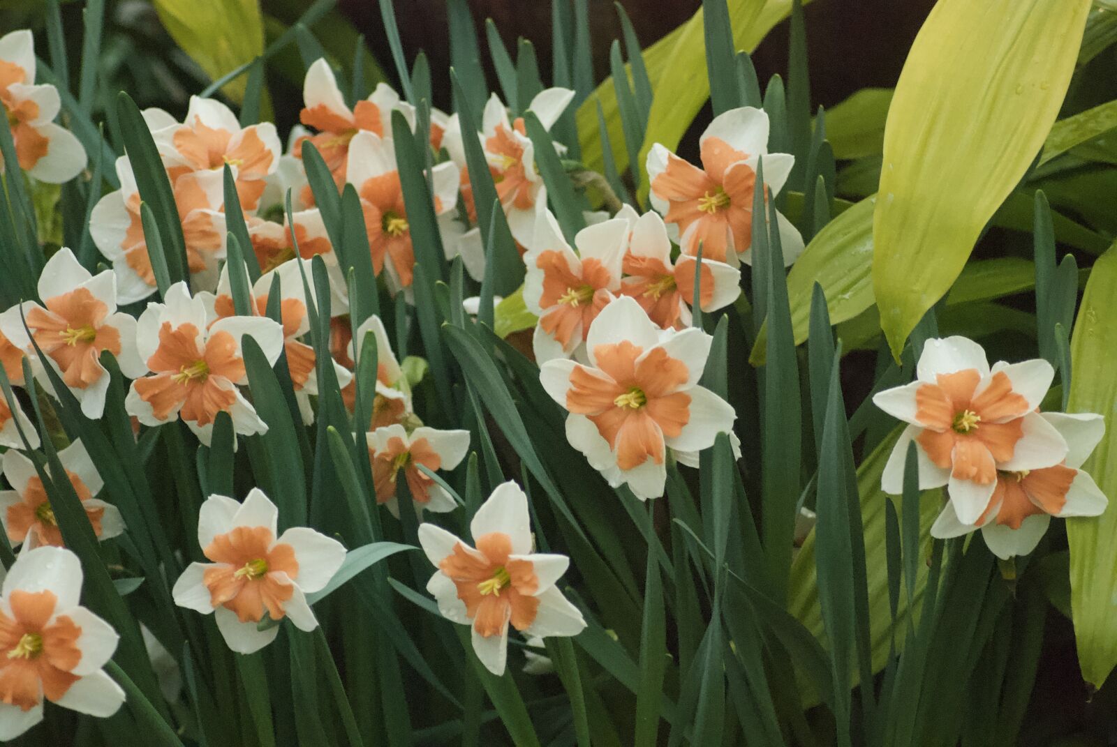 Nikon D80 sample photo. Wild flowers, flowers, plant photography