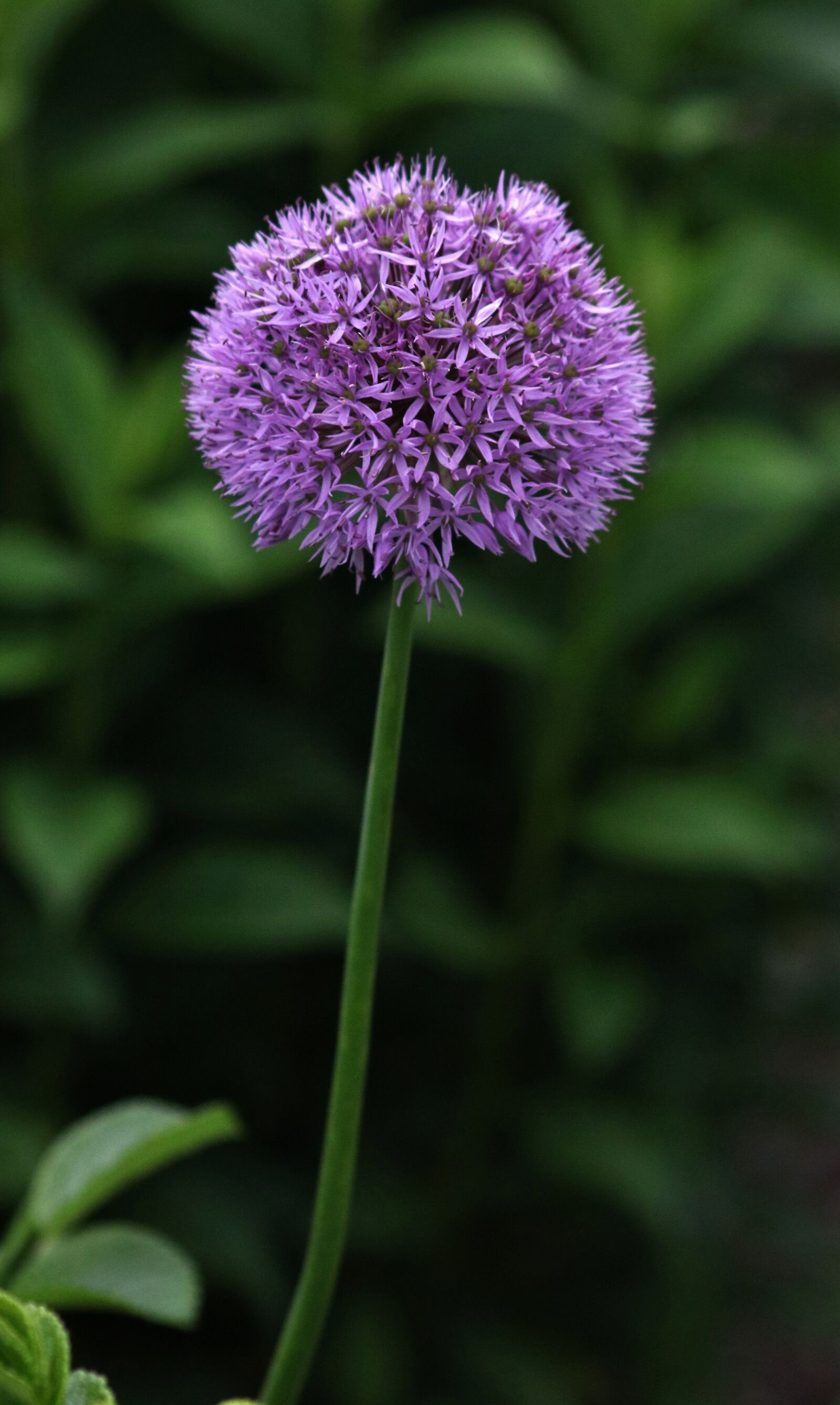 Canon EOS 750D (EOS Rebel T6i / EOS Kiss X8i) sample photo. Purple, plant, flower photography