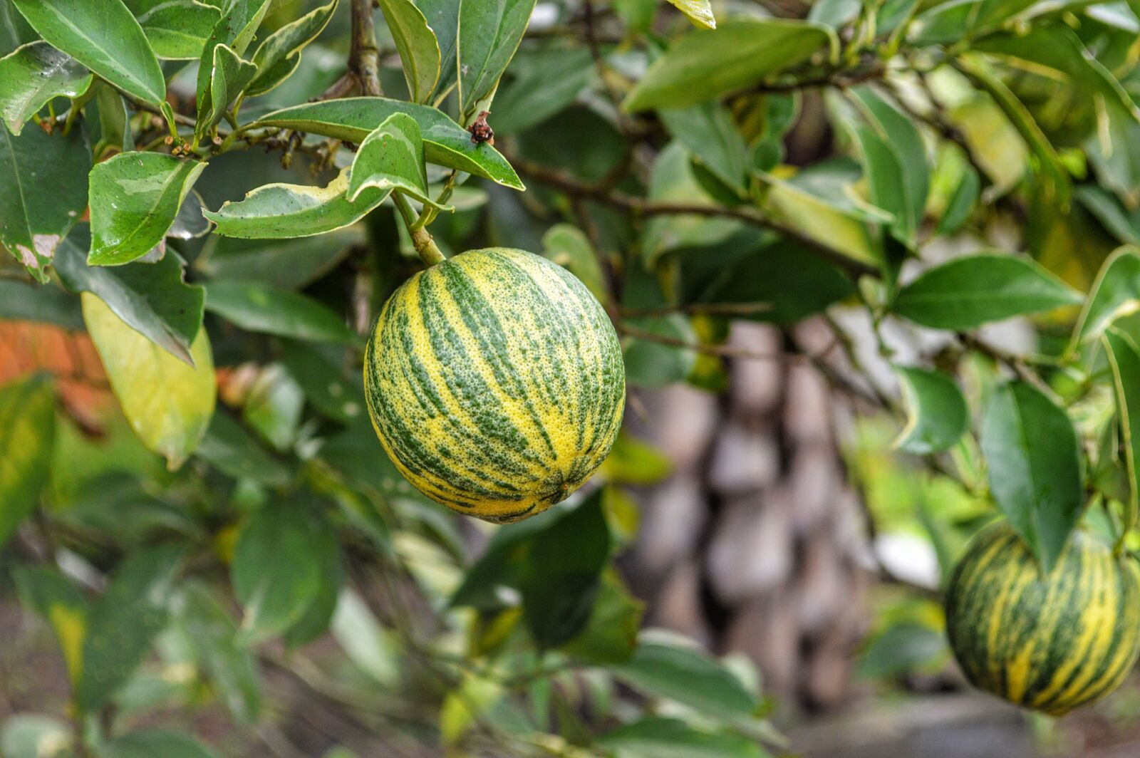 Nikon D3200 sample photo. Fruit, tree, orange tree photography