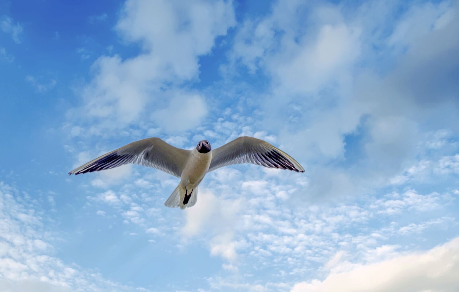 Canon EOS 800D (EOS Rebel T7i / EOS Kiss X9i) sample photo. Seagull, flying, freedom photography