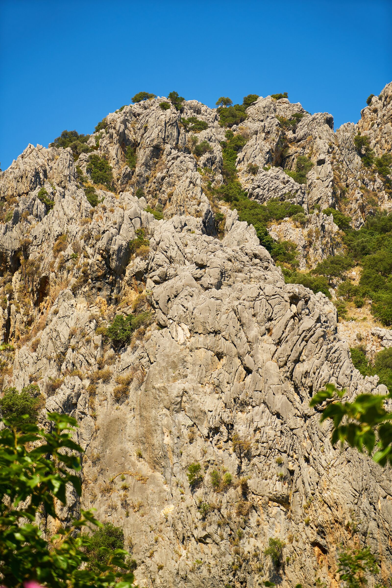Sony a7R II + Sony Vario Tessar T* FE 24-70mm F4 ZA OSS sample photo. Nature, plant, sky photography