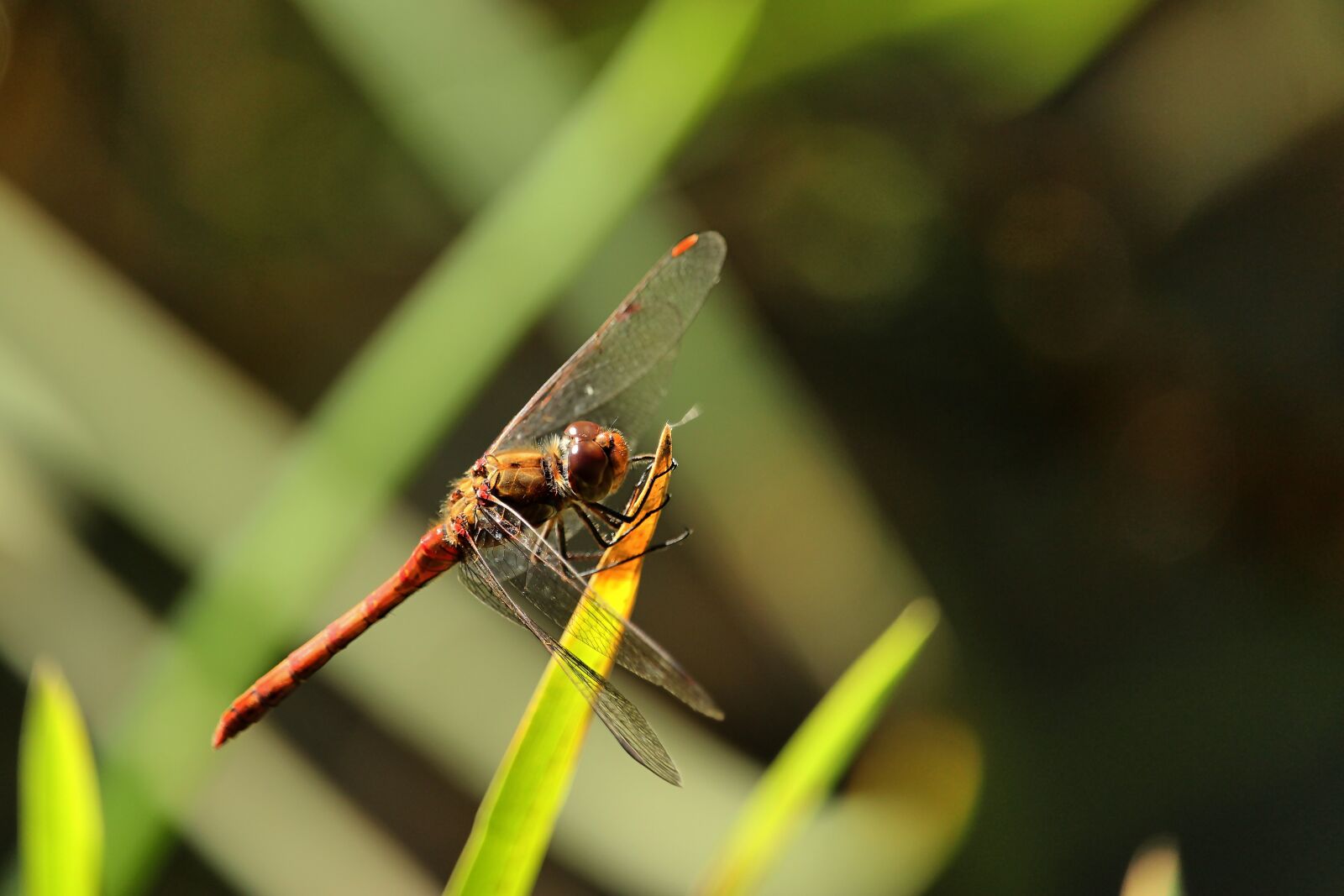 Canon EF-S 55-250mm F4-5.6 IS STM sample photo. Darter sympetrum, dragonfly, insect photography