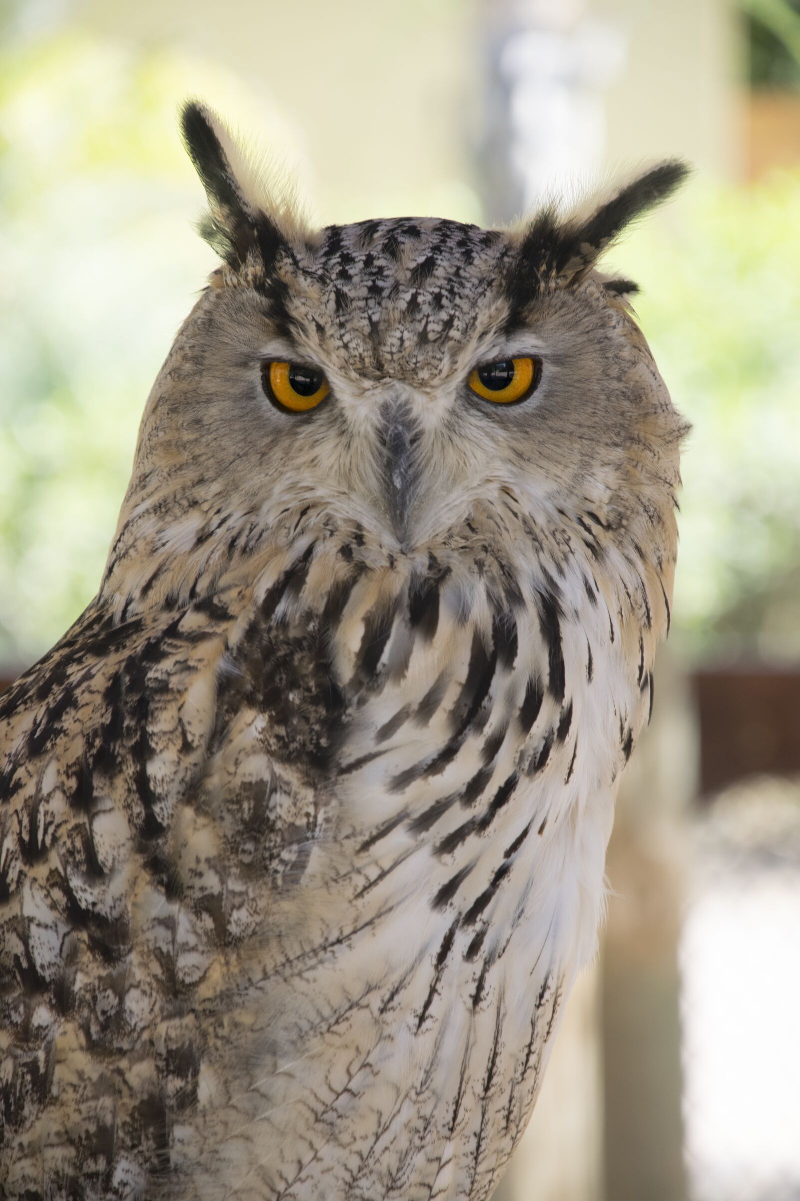 Nikon D5300 sample photo. Owl, birds, nature photography