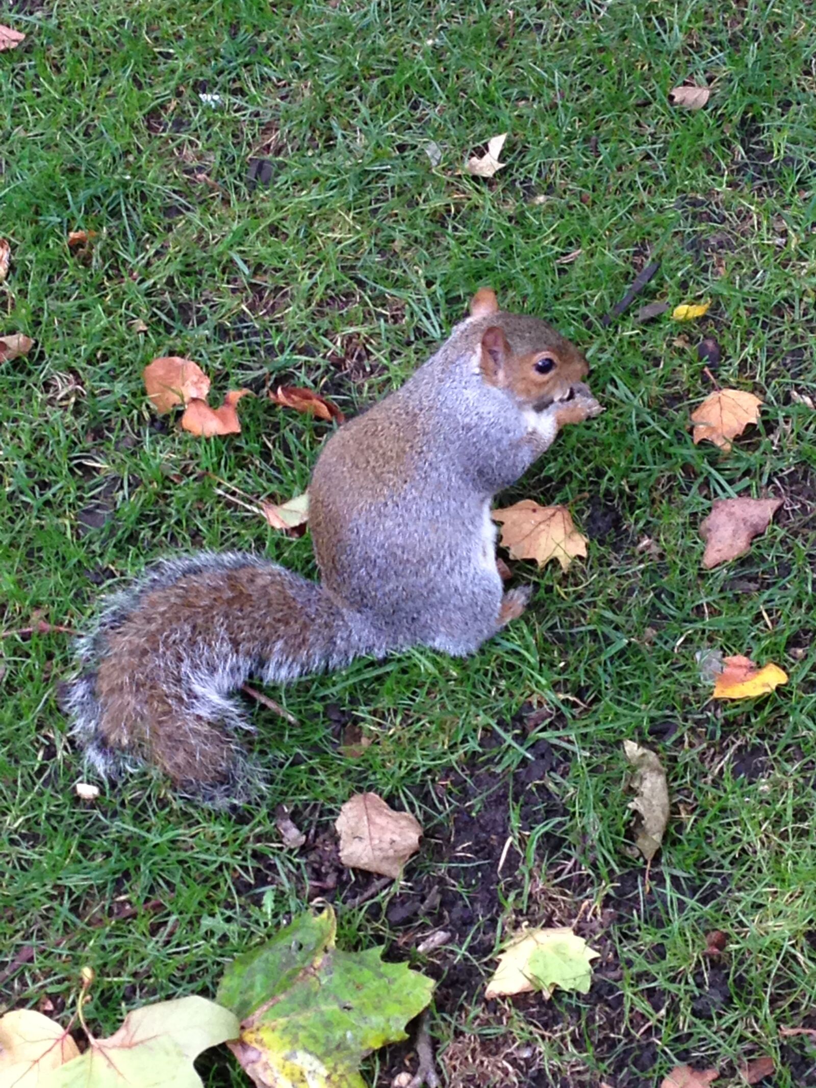 iPhone 5 back camera 4.12mm f/2.4 sample photo. Squirrel, london, park photography
