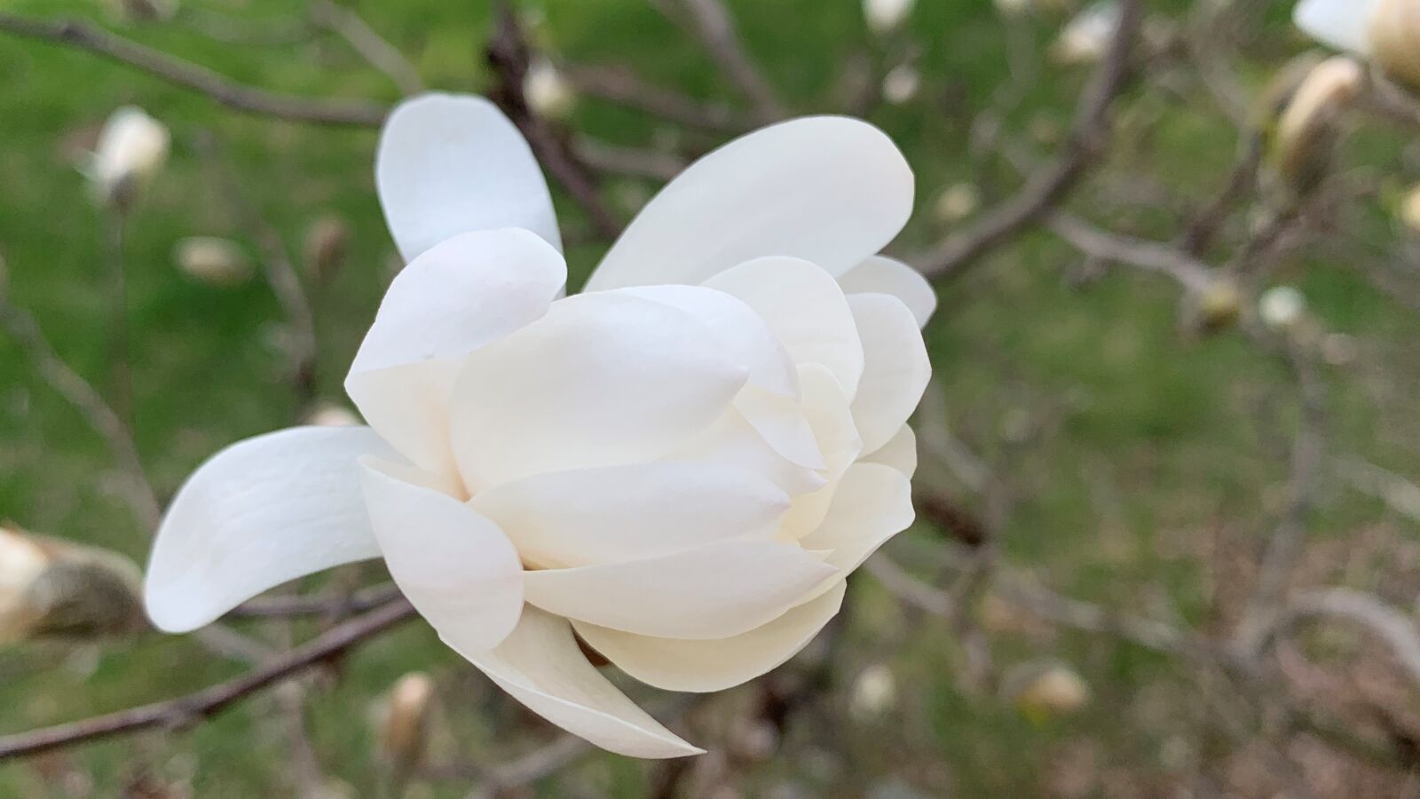 Apple iPhone XR sample photo. Anise, magnolia, bud photography