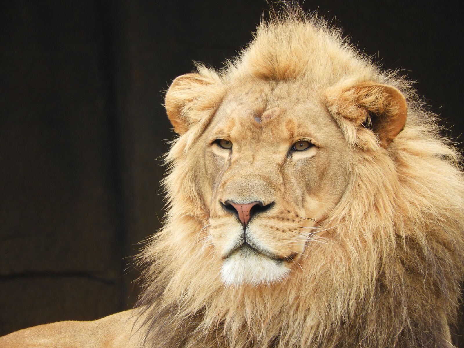 Nikon Coolpix B700 sample photo. Lion, zoo, male photography