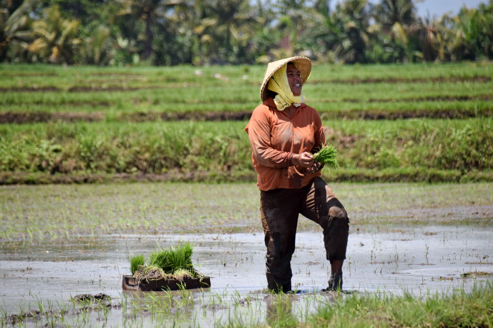 Nikon D3300 sample photo. Bali, indonesia, travel photography