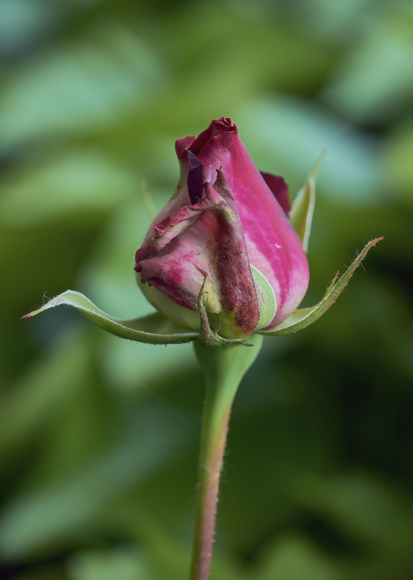 Nikon D7200 sample photo. Rosa, red, beauty photography