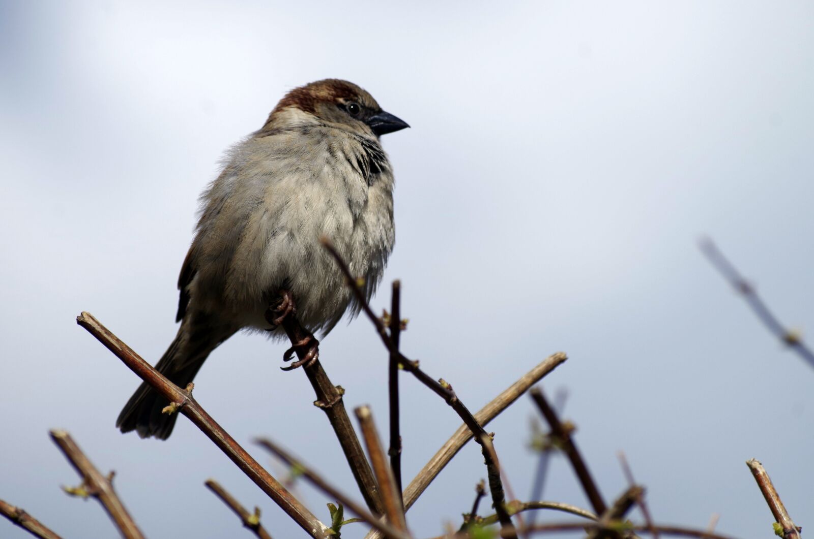 Pentax K-30 sample photo. Sparrow, sperling, bird photography