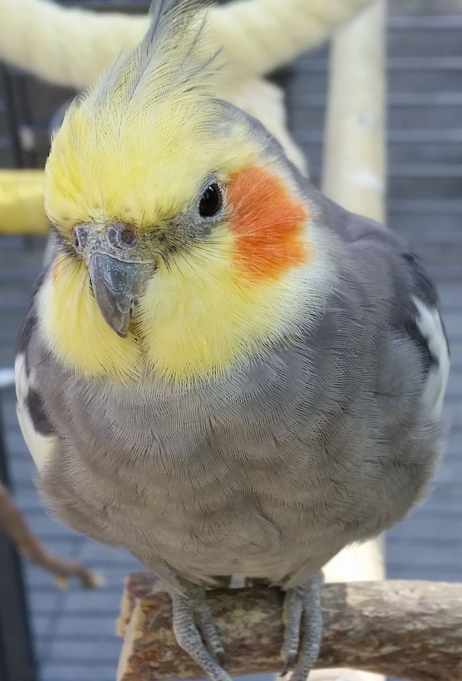 Samsung Galaxy S5 sample photo. Birds, animal kingdom, cockatiel photography