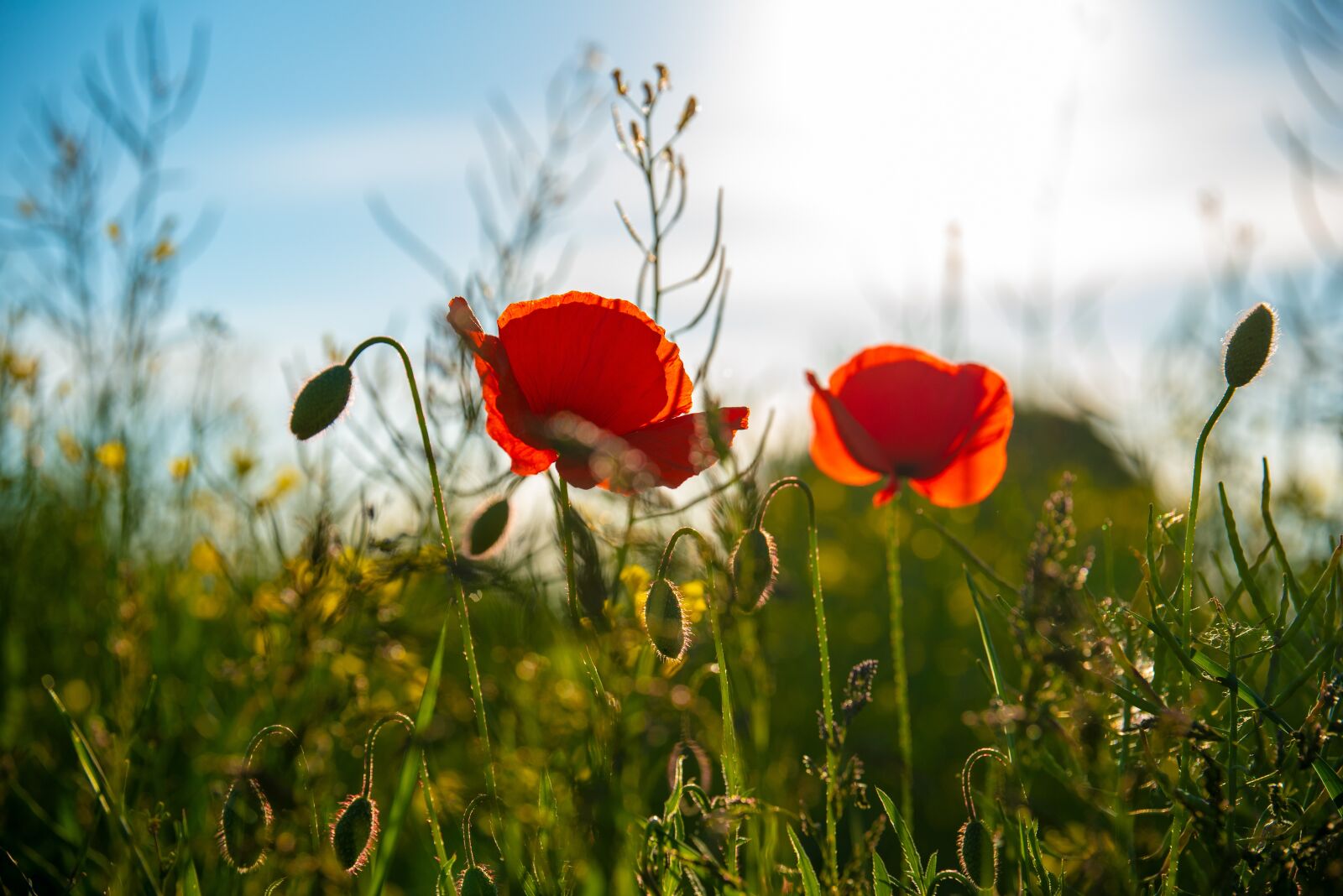 Nikon D750 sample photo. Poppy, spring, nature photography