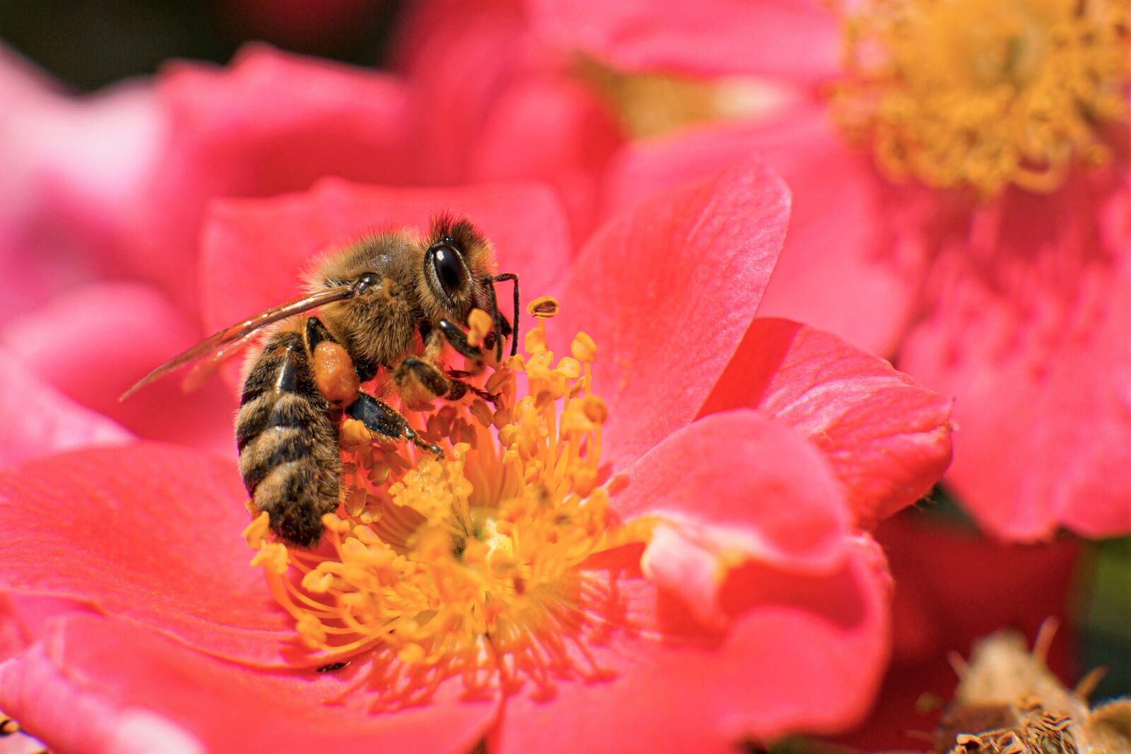 30mm F1.4 DC DN | Contemporary 016 sample photo. Bee, honey bee, pollination photography