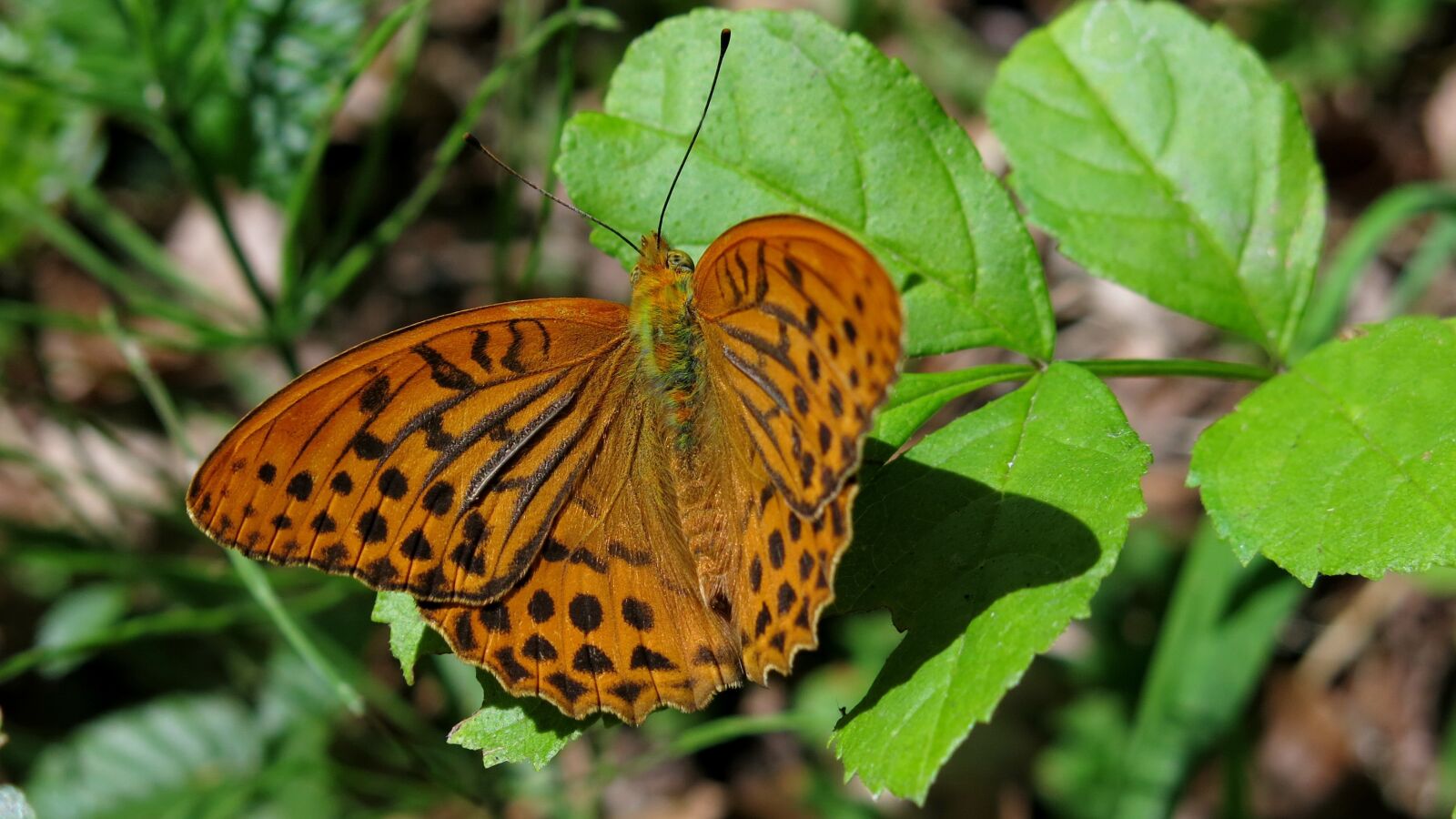 Canon PowerShot G15 sample photo. Butterfly, fritillary, silver line photography