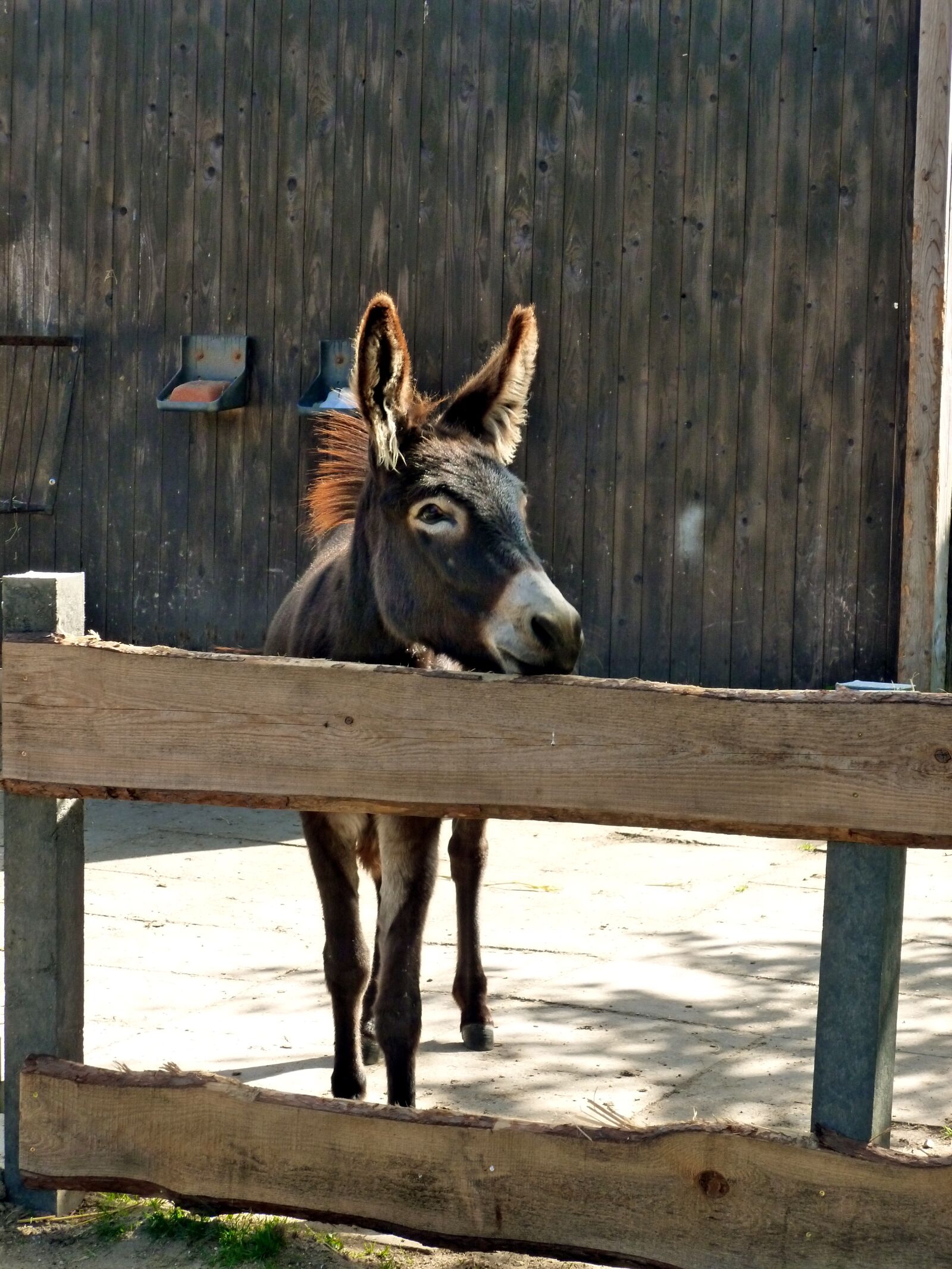 Panasonic DMC-FS37 sample photo. Donkey, brown, donkey foal photography