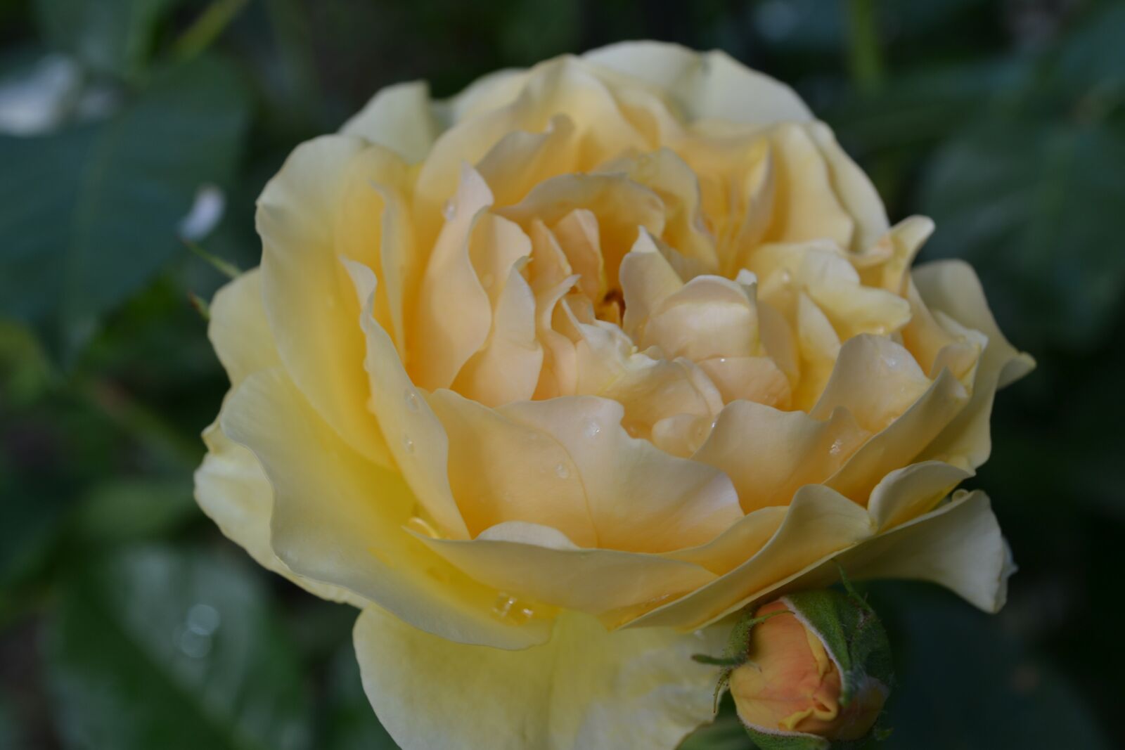 Nikon D3100 sample photo. Roses, yellow, blossom photography