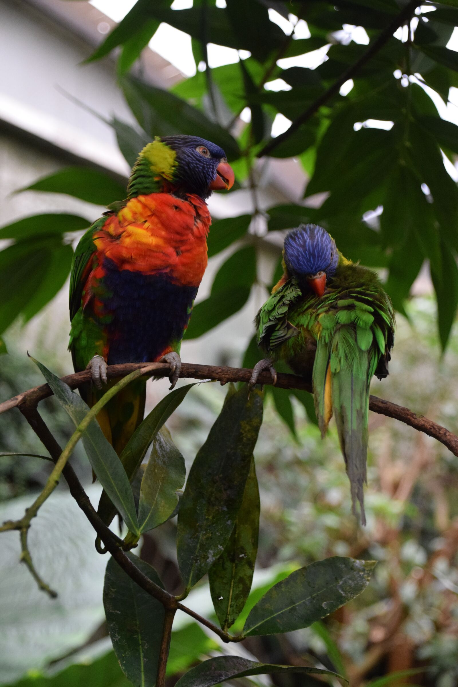 Nikon D5300 sample photo. Parakeets, plumage, exotic bird photography