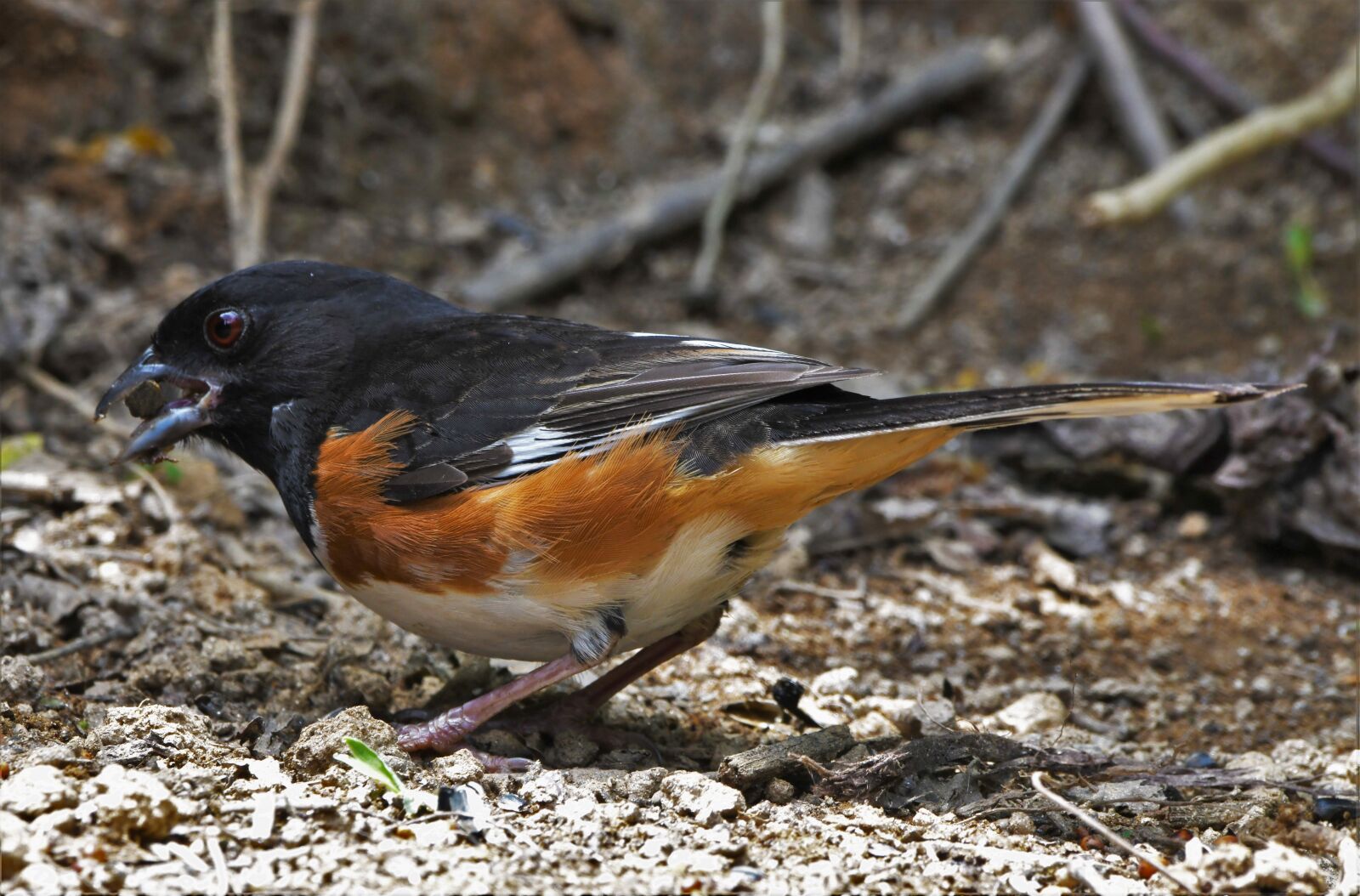 Nikon D850 sample photo. Bird, towhee, wildlife photography