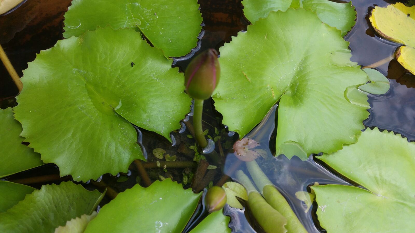 Samsung Galaxy S5 sample photo. Lotus, green, lotus leaf photography