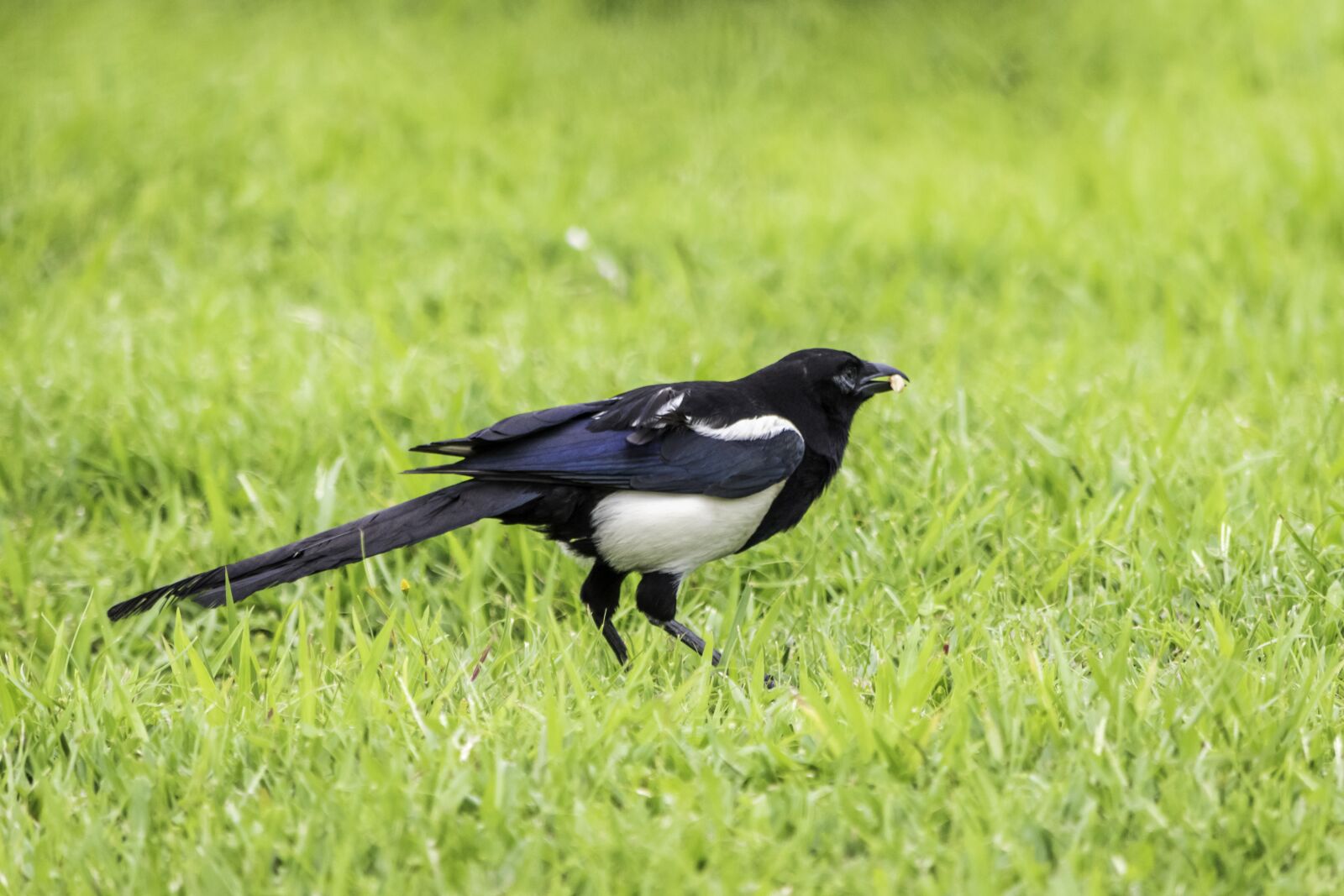 Nikon D5500 sample photo. Grass, bird, nature photography
