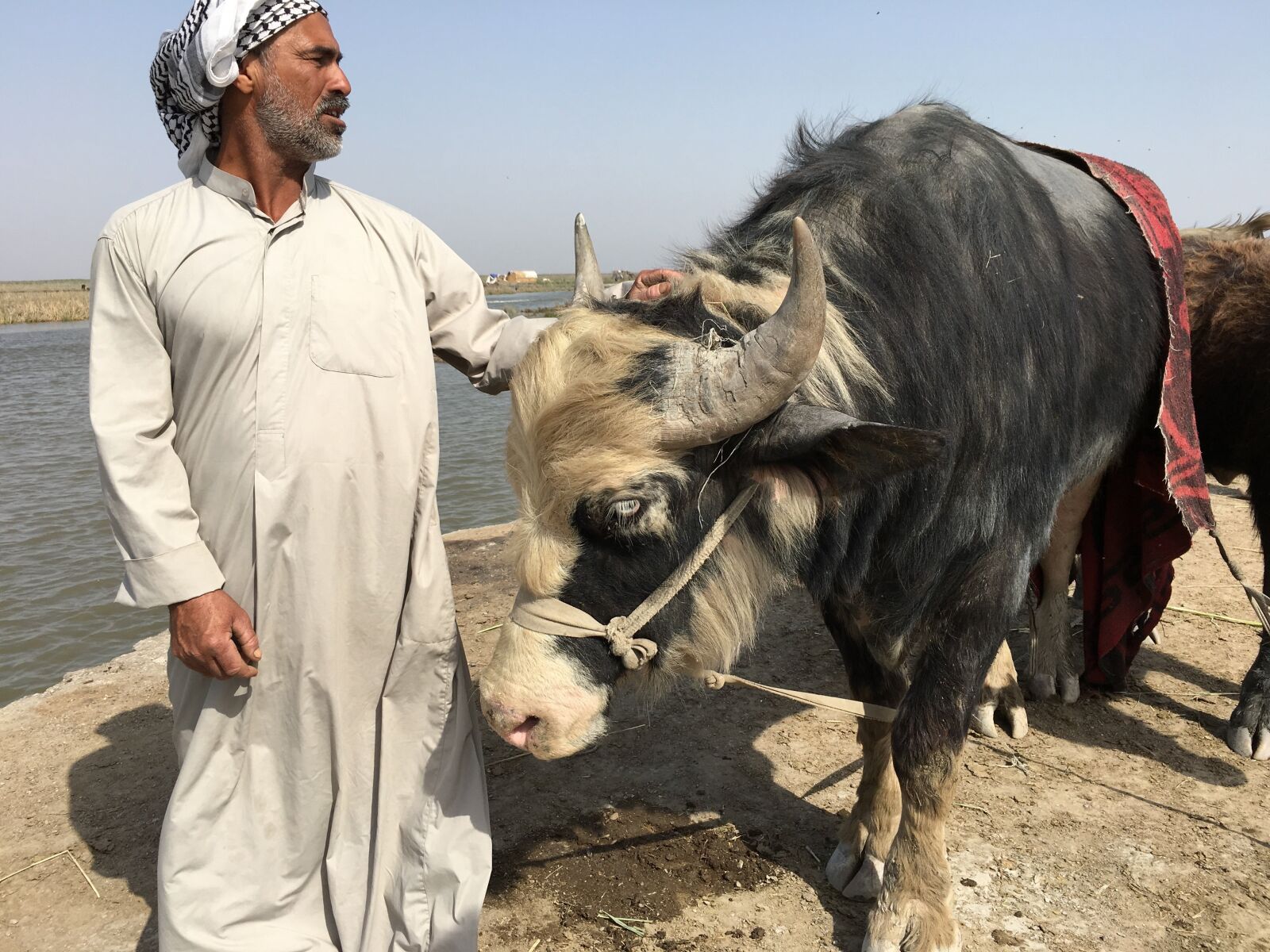Apple iPhone 6s Plus sample photo. Marshes, iraq, nasiryah photography