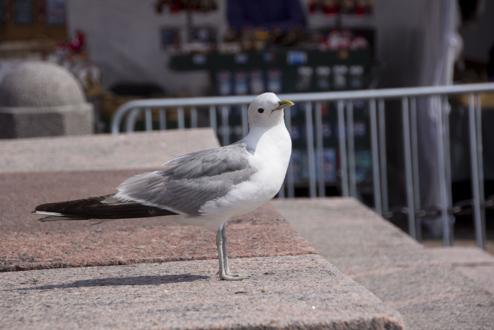 Canon EOS 60D sample photo. Seagull, animal, bird photography
