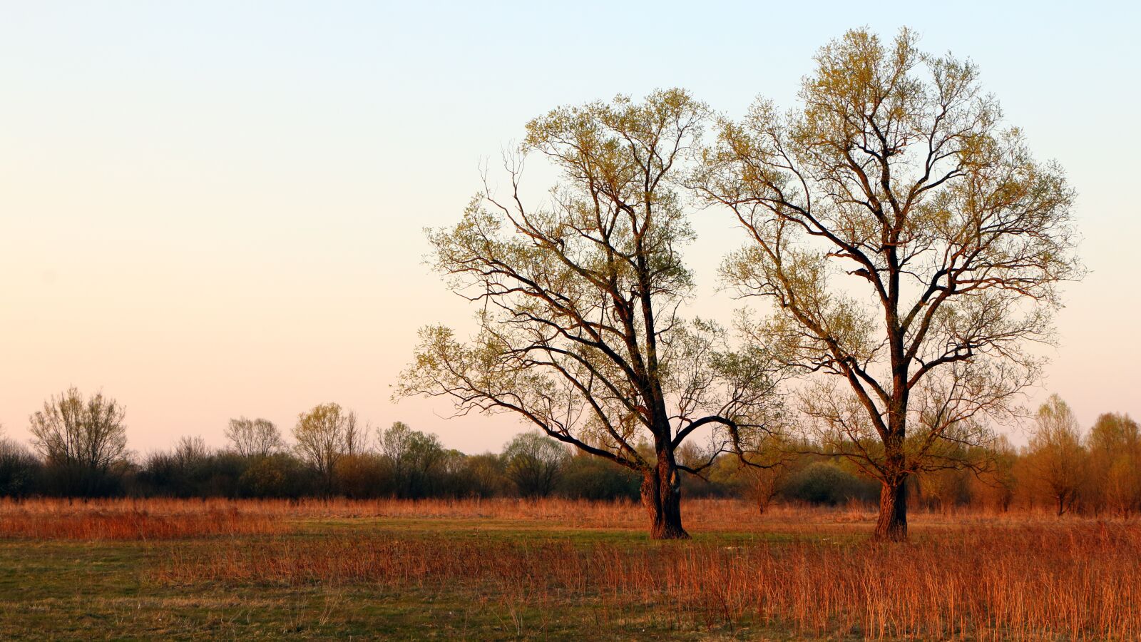 Canon EOS 70D + Canon EF-S 18-135mm F3.5-5.6 IS STM sample photo. Trees, landscape, sunset photography