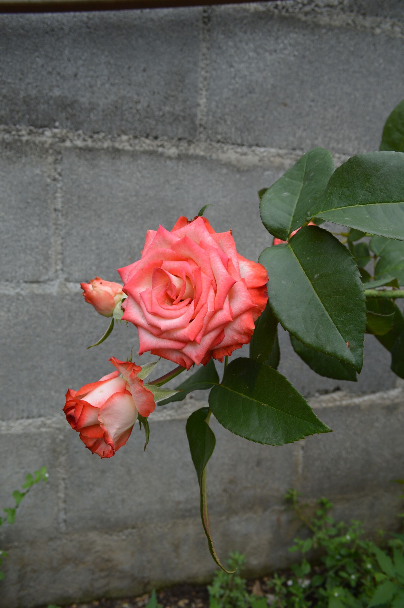Nikon D3200 sample photo. Flower, rose, pink photography