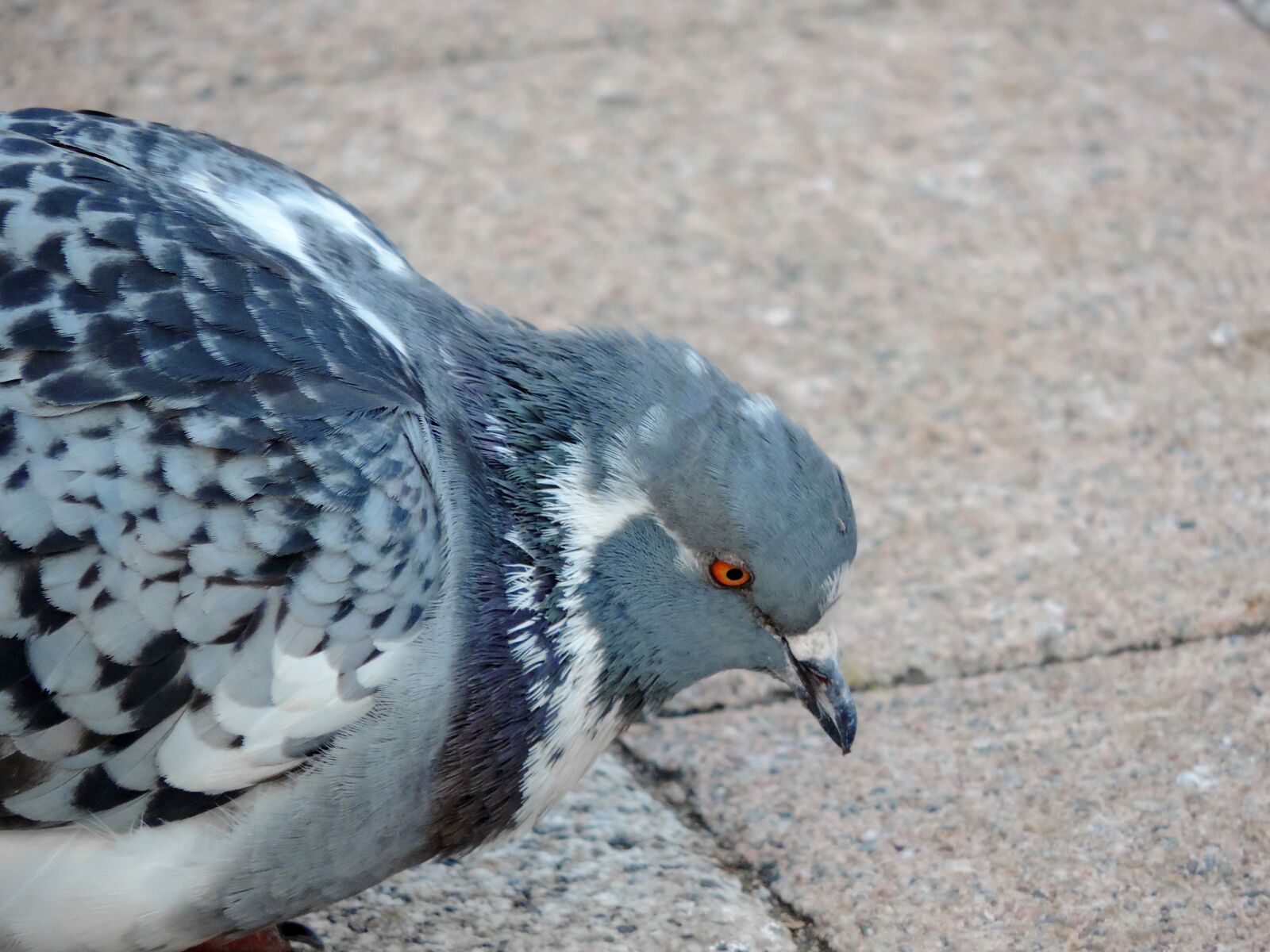 Nikon Coolpix P520 sample photo. Wildlife, nature, pigeon, animal photography