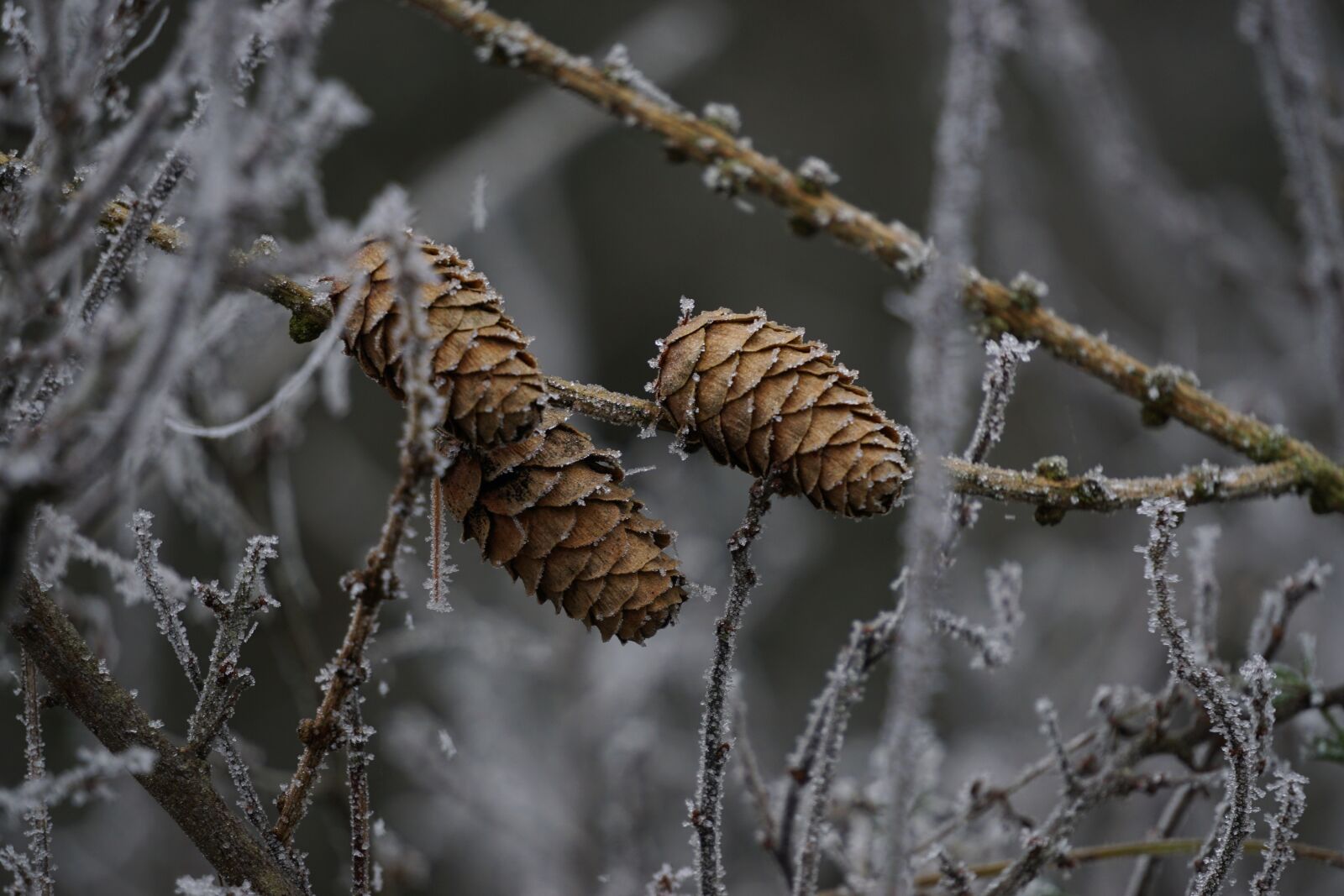 Sony E 55-210mm F4.5-6.3 OSS sample photo. Larch cones, branches, hoarfrost photography
