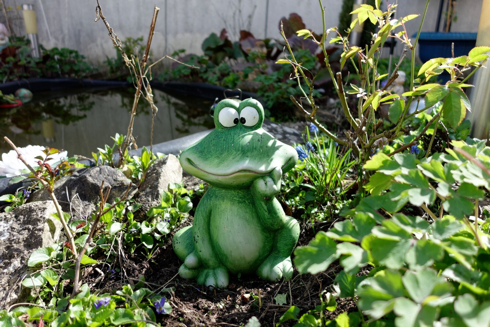Sony Cyber-shot DSC-RX100 sample photo. Low angle shot, frog photography