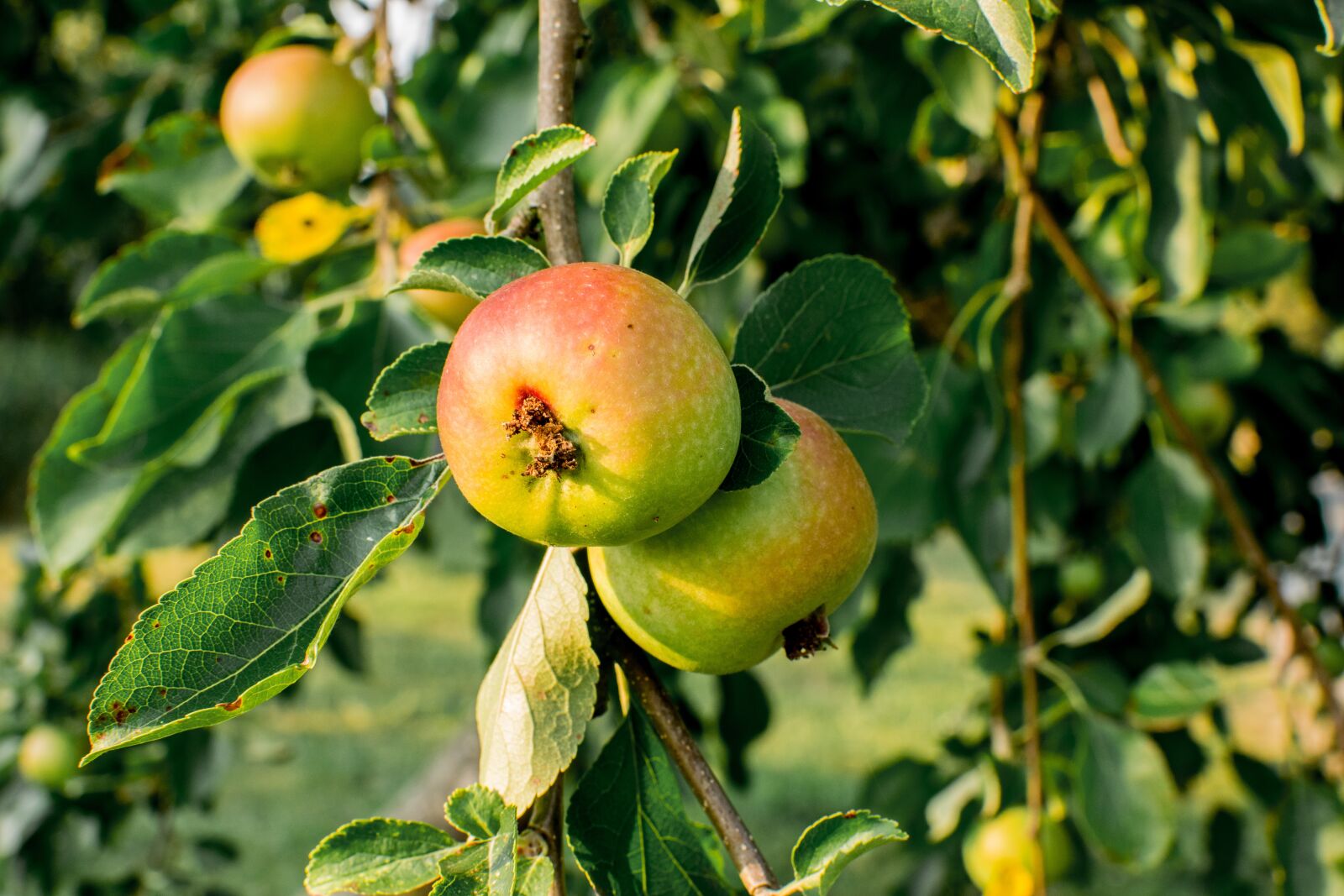Nikon D3300 sample photo. Apple tree, apple, fruit photography