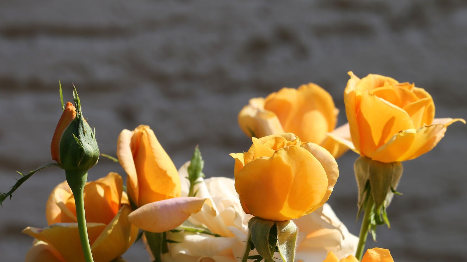 Canon EF 70-300 F4-5.6 IS II USM sample photo. Orange roses, golden medal photography