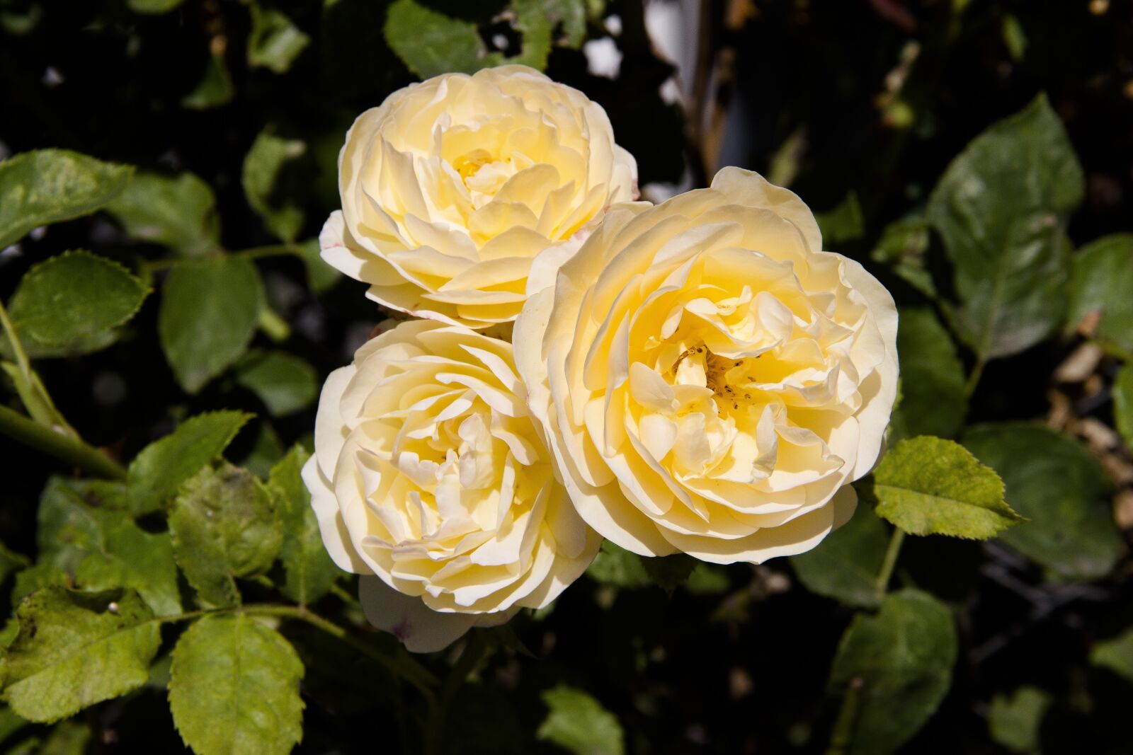 Canon EOS 650D (EOS Rebel T4i / EOS Kiss X6i) sample photo. Rose, yellow, yellow rose photography