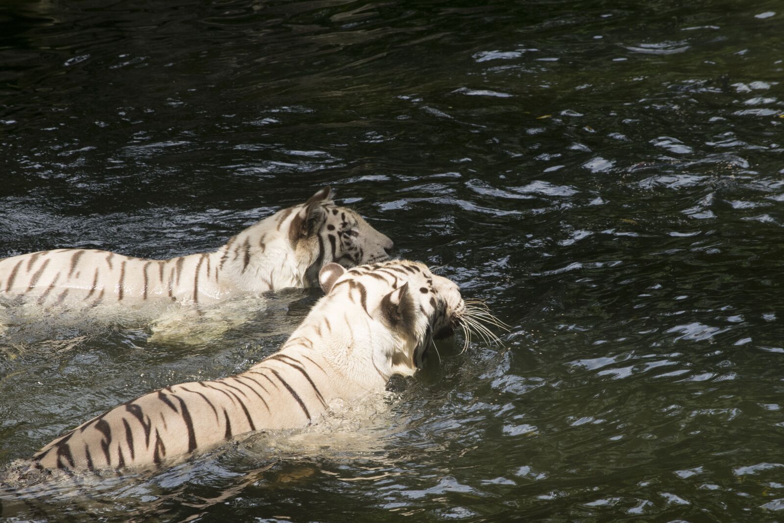 Nikon D5300 sample photo. White tigers, tigers, cats photography