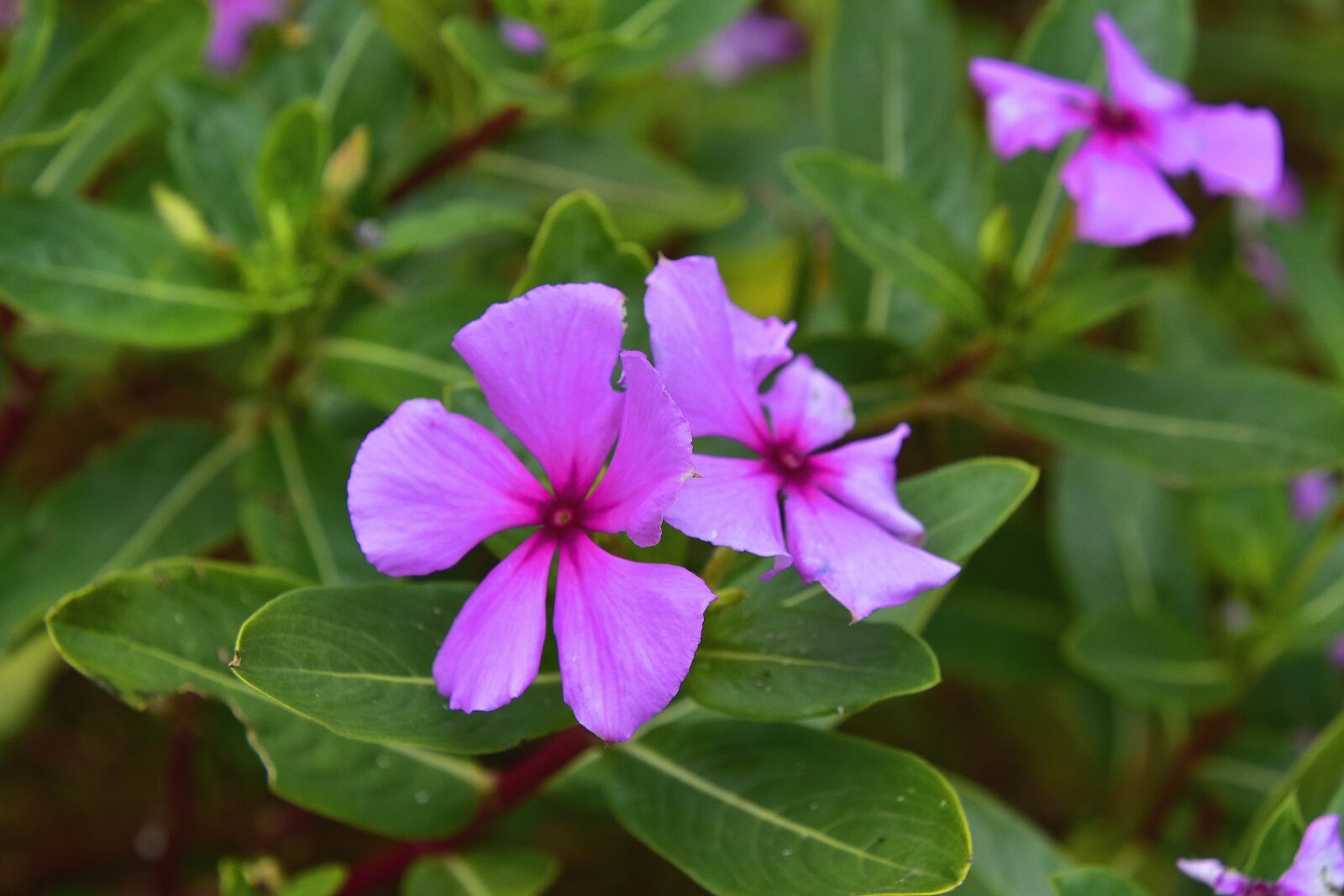 Nikon D7200 sample photo. Flower, garden, plant photography