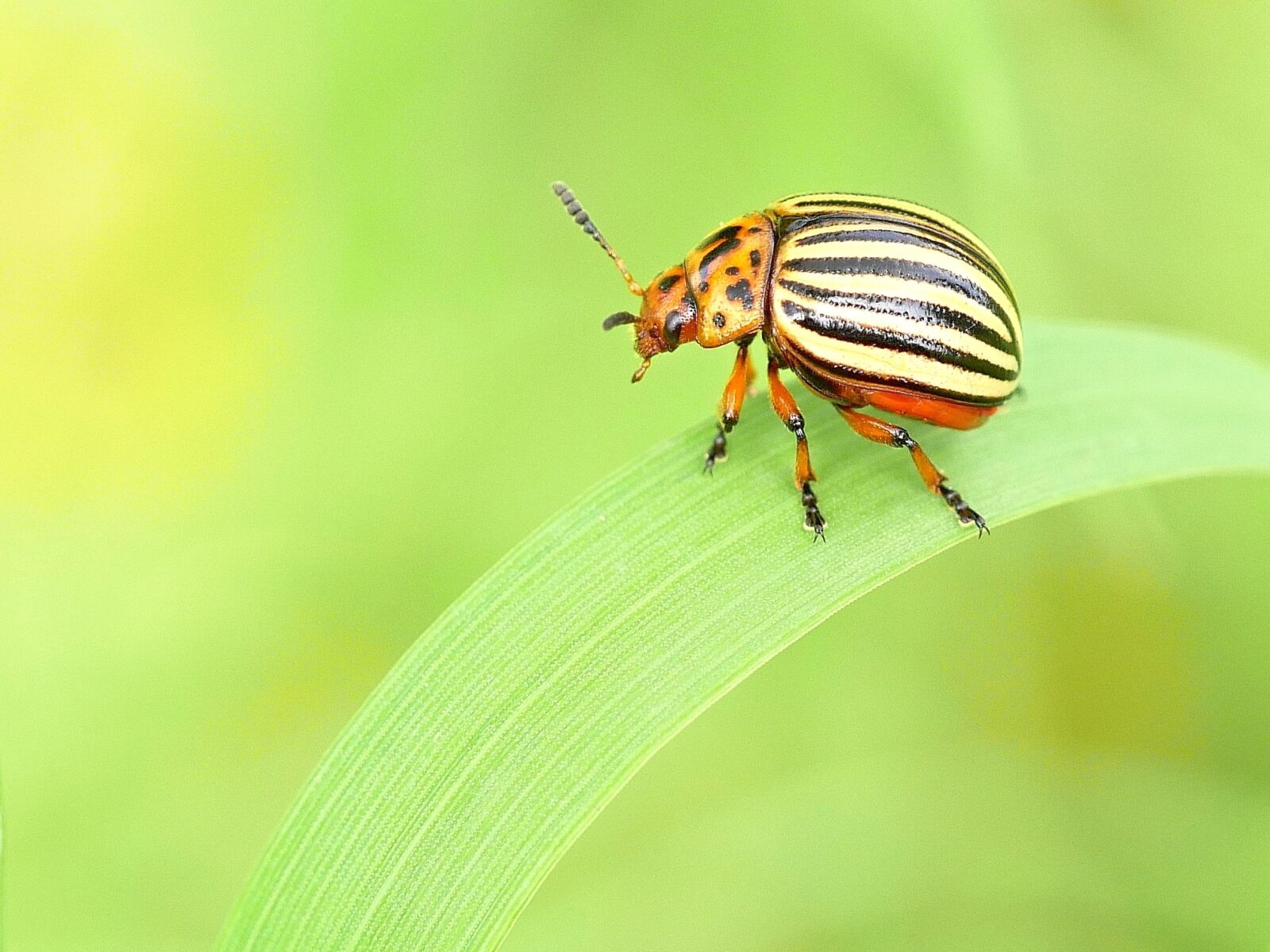 Panasonic Lumix DMC-GX8 sample photo. Nature, insect, small photography