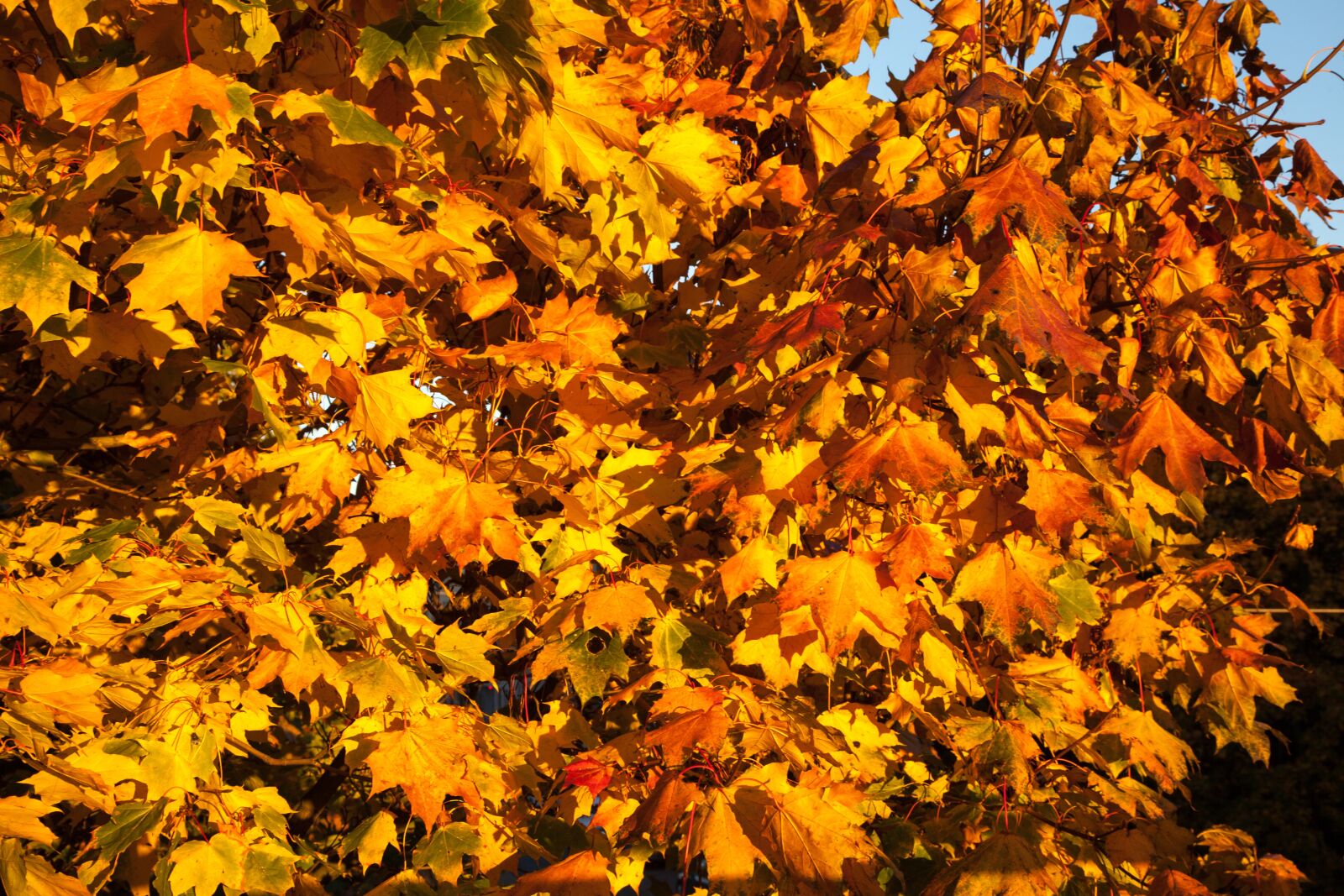 Canon EOS 5D Mark II sample photo. Fall, leaves, orange photography
