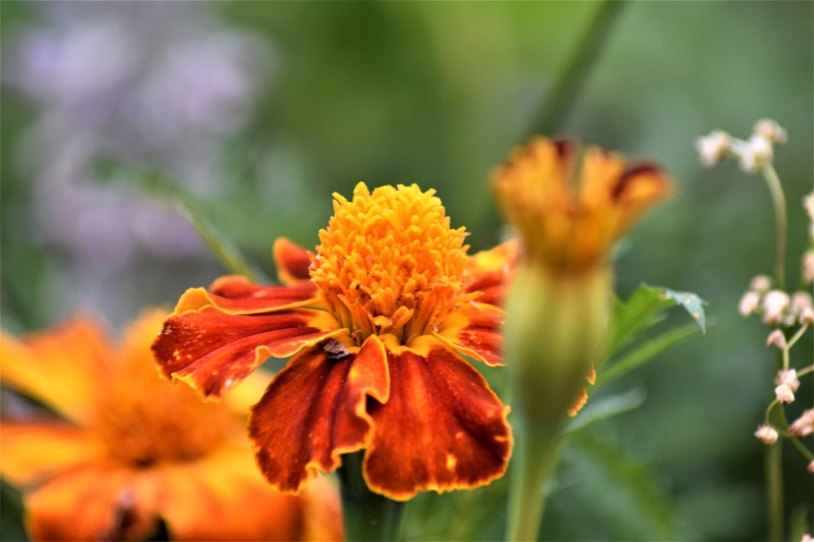 Nikon D3300 sample photo. Flowers, summer, nature photography