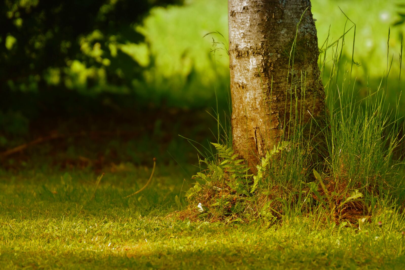 Nikon D7200 sample photo. Tree, garden, fern photography