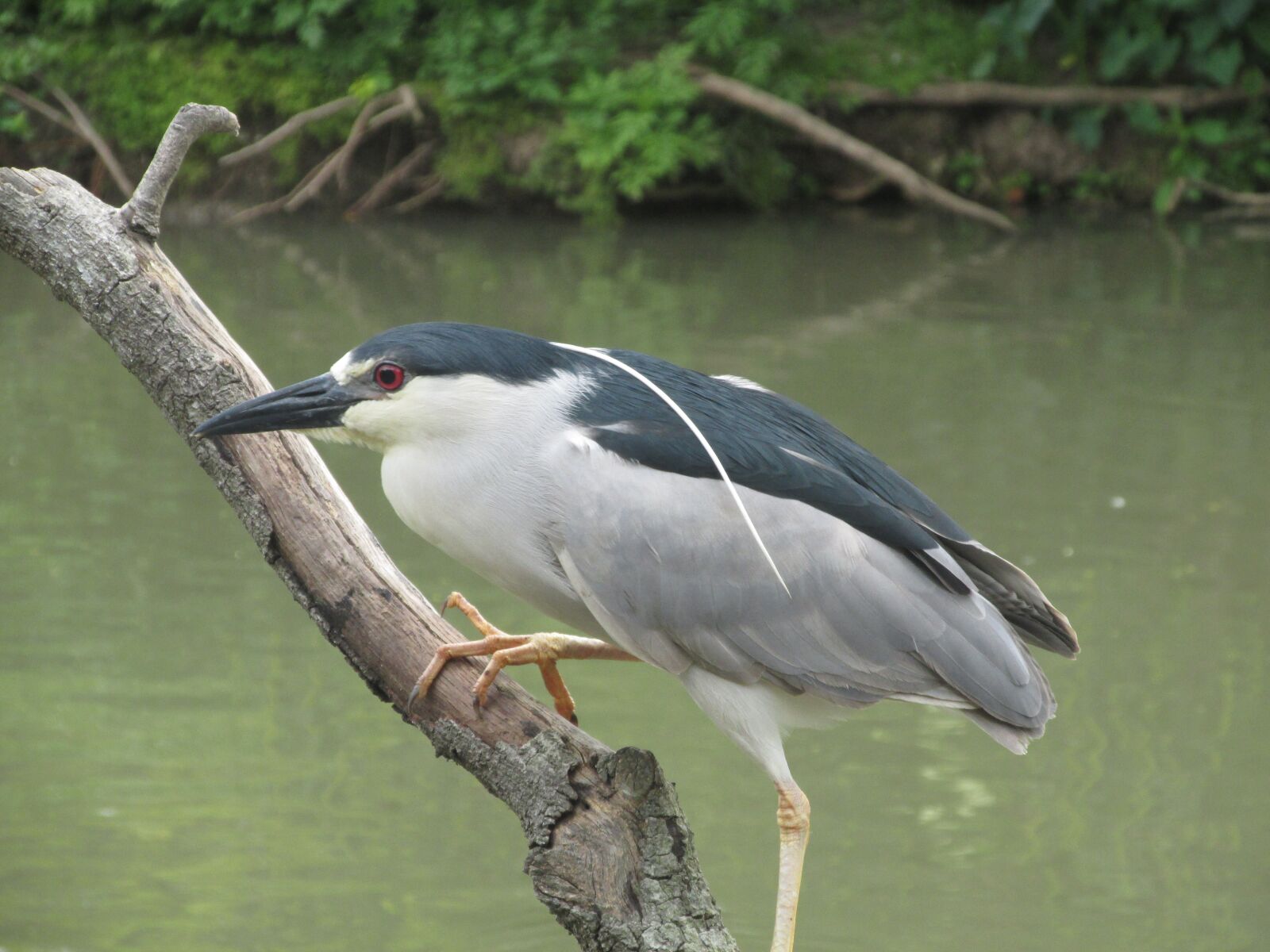 Canon PowerShot SX160 IS sample photo. Bird, branch, tree photography
