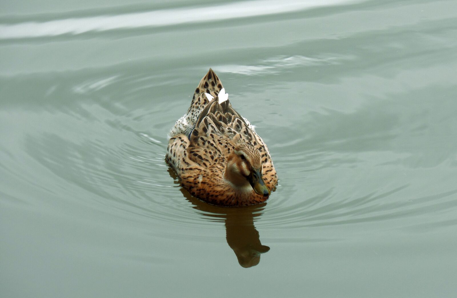 Samsung WB800F sample photo. Duck, pond, waterfowl photography