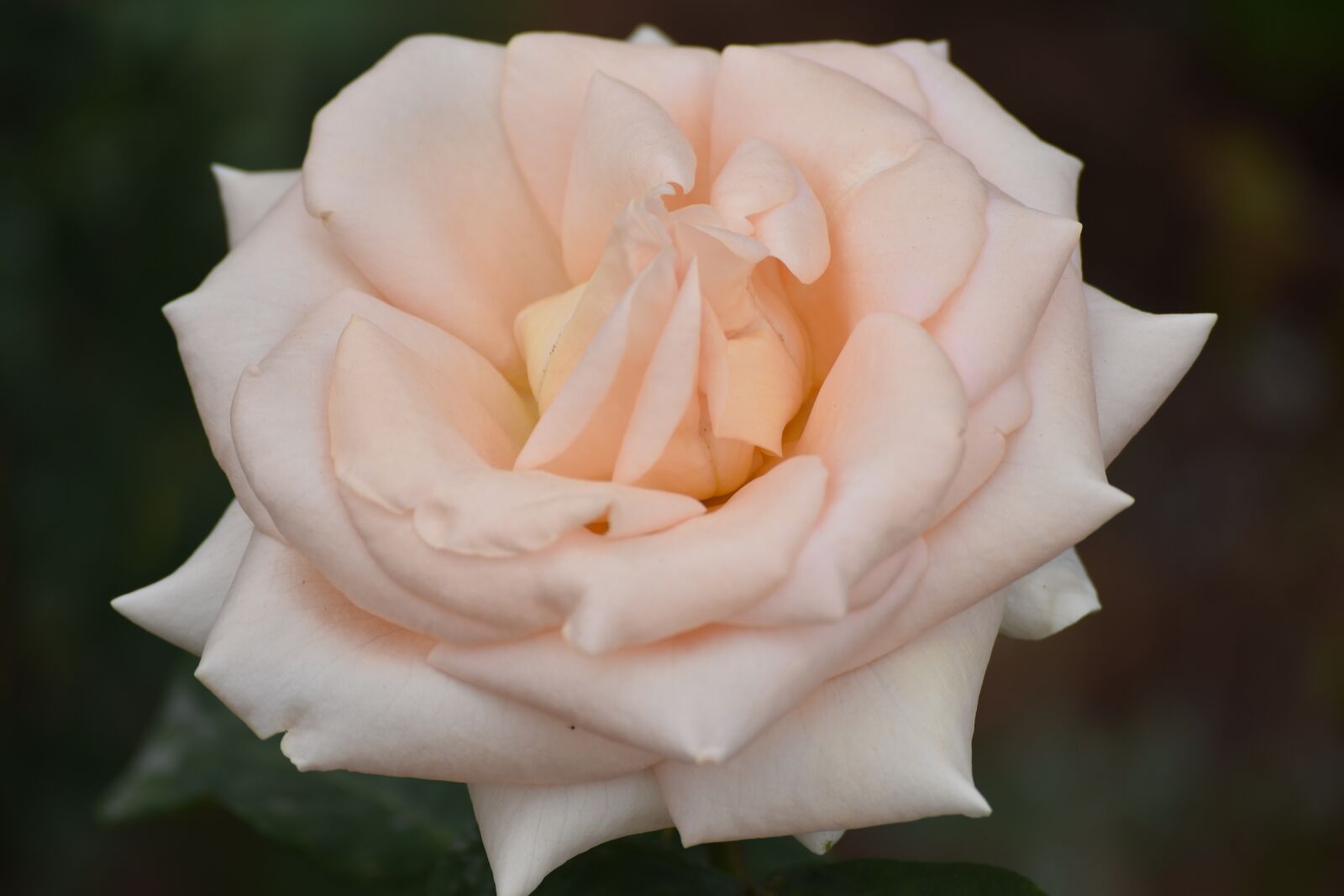 Nikon D5500 sample photo. Flora, pink, flower photography
