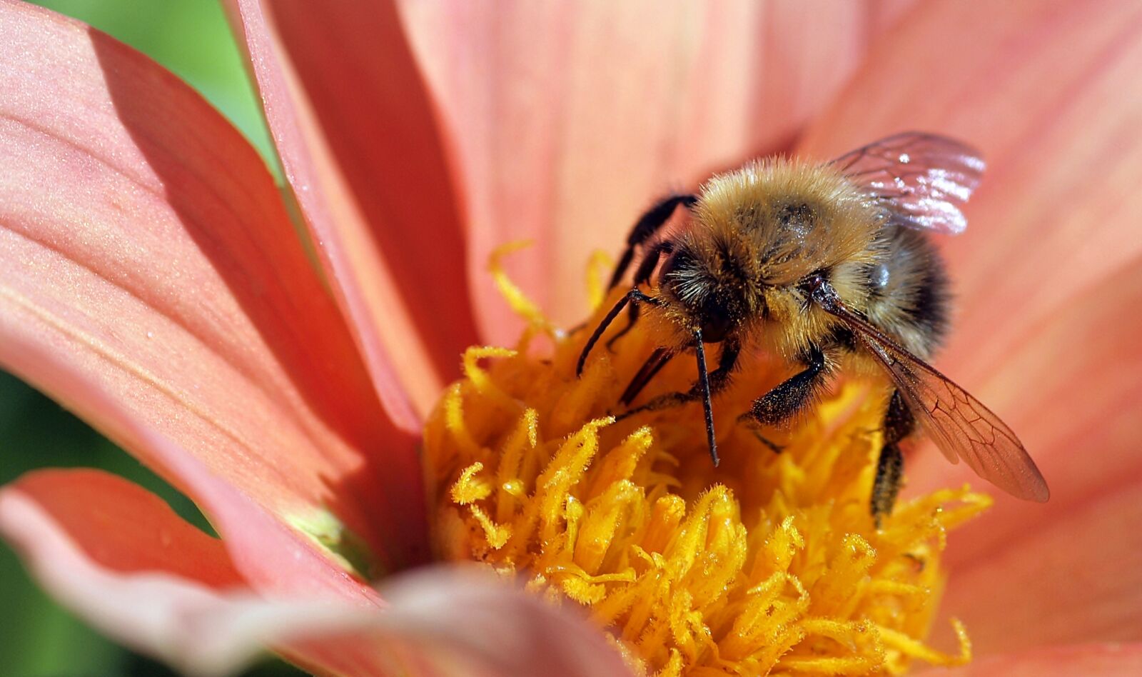 Olympus E-30 sample photo. Hummel, dahlia, nature photography