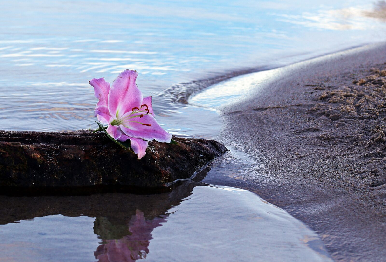 Canon EOS 80D sample photo. Lily, flower, blossom photography