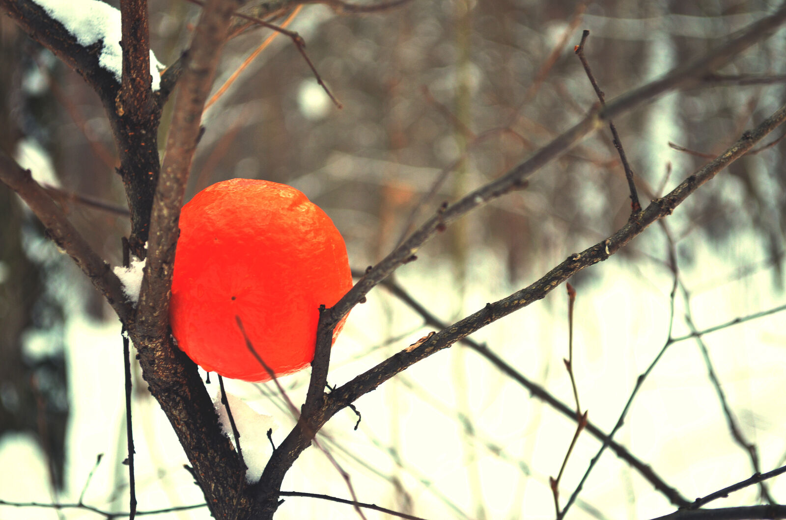 Nikon D5100 sample photo. Fruit, mandarin, mandarine, orange photography