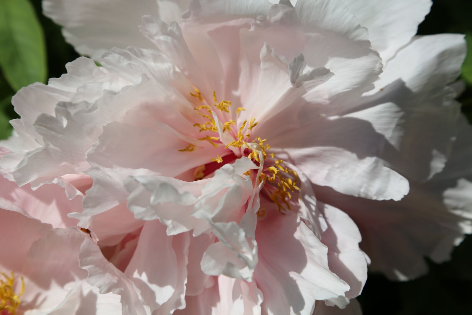 Canon EF 24-105mm F4L IS USM sample photo. Peony, chinese, dendritic photography