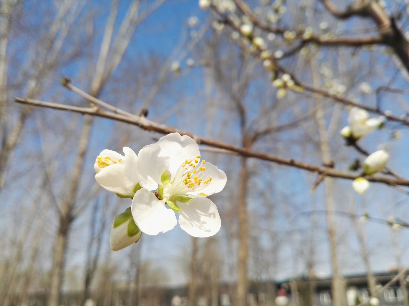 HUAWEI P8 sample photo. Spring, flower, nature photography